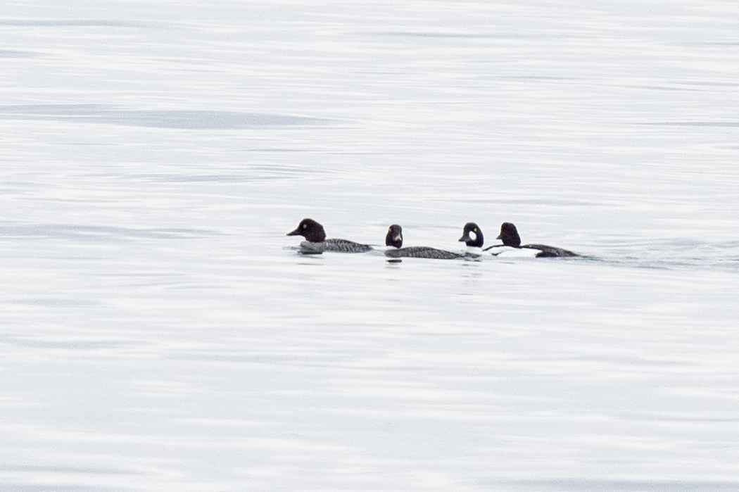 Common Goldeneye